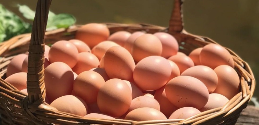 Produtores fazem doação de ovos de alta qualidade