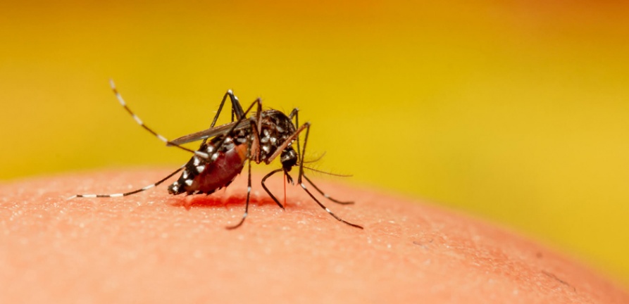 Dengue: saiba como se prevenir