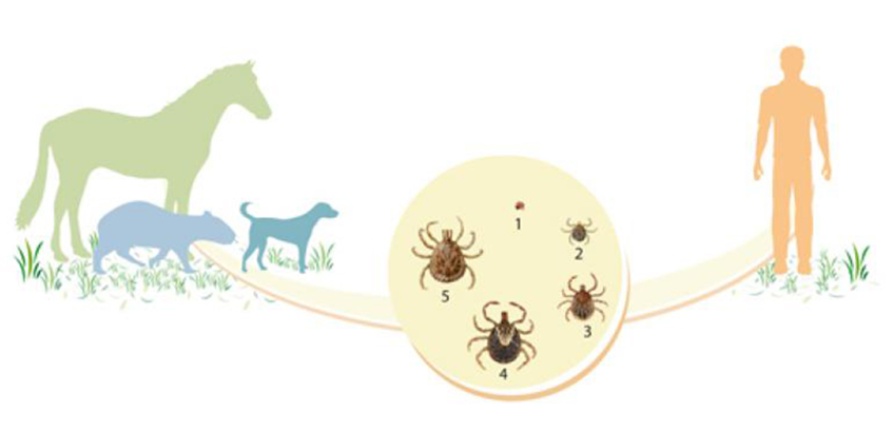 Febre maculosa: entenda a doença